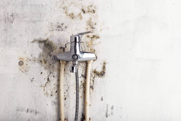 Best Mold Testing and Inspection Services in Newport News, VA