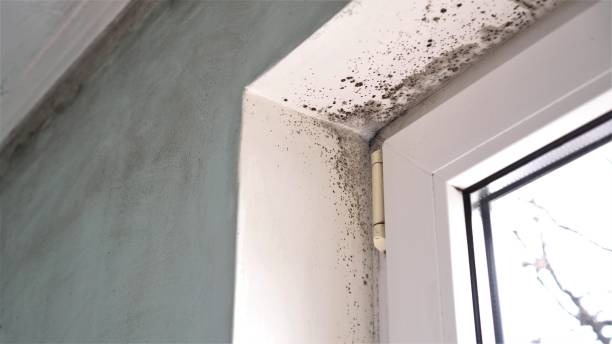 Trusted Newport News, VA Mold Remediation Experts