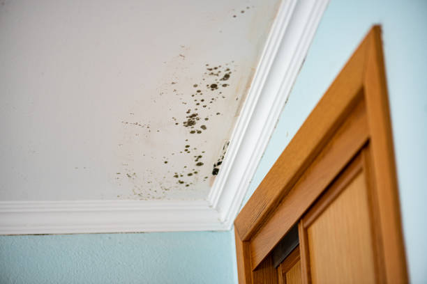 Best Basement Mold Remediation in Newport News, VA