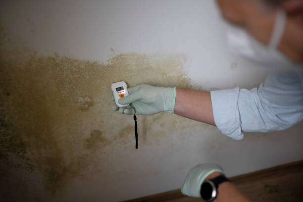 Best Residential Mold Remediation in Newport News, VA