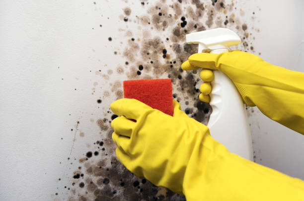 Best Insurance-Related Mold Remediation in Newport News, VA
