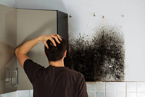 Best Commercial Mold Remediation in Newport News, VA