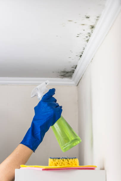 Best Bathroom Mold Remediation in Newport News, VA